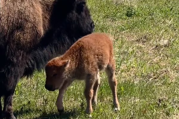 Baby bison born at Kane County forest preserve; 1st bison Mother’s Day in more than 200 years
