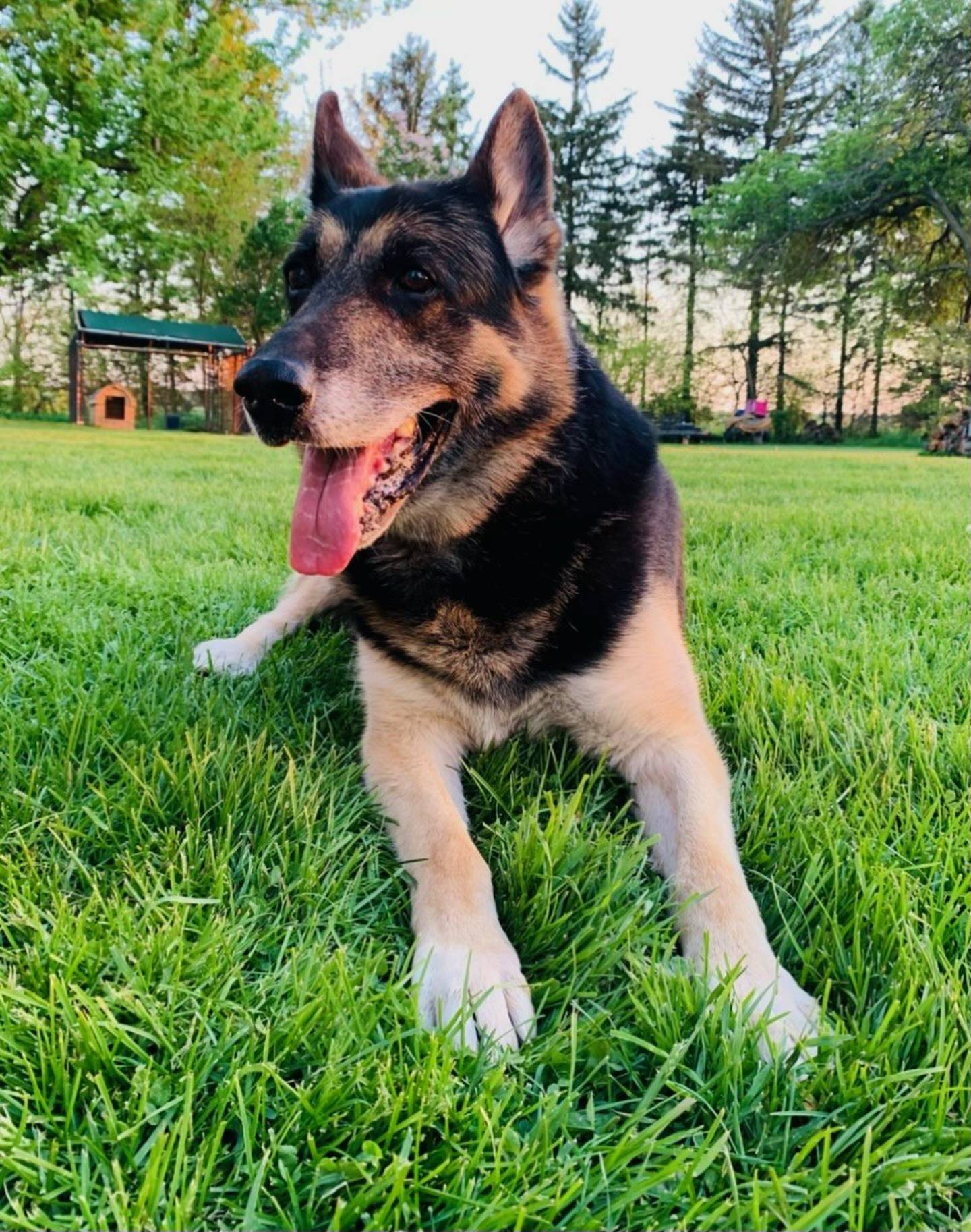 Miko was an 11-year-old German shepherd who had been paired with Peru Police Sgt. Matt Peters from 2014-2021.