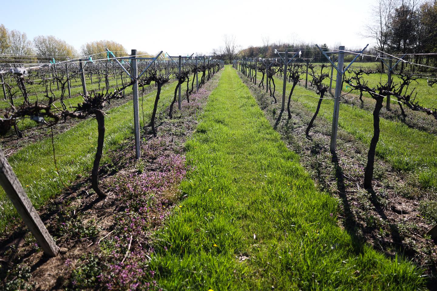 Grapevines stretch arce several acres at Mistie Hill Vineyard on Saturday, April 13 in Custer Park.