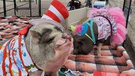 Frank Swine-atra to visit Fulton’s Wild Winter Wednesday program Feb. 11