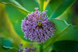 Bureau County Farm Bureau offers pollinator seeds through April 10