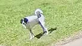 Police canine missing near Bureau/Putnam County border