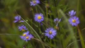 Shaw Local Radio Podcast: Tina Davis, Blythe Flowers and “Petal it Forward”