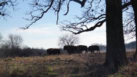 Bison begin grazing at Pleasant Valley Conservation Area in Woodstock