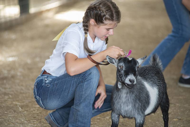 Mary Meyers, a member of the Soaring Eagles 4H group, shows off her pygmy goat Thursday, July 28, 2022 at the Lee County 4H fair. Meyers took first place in the junior category.