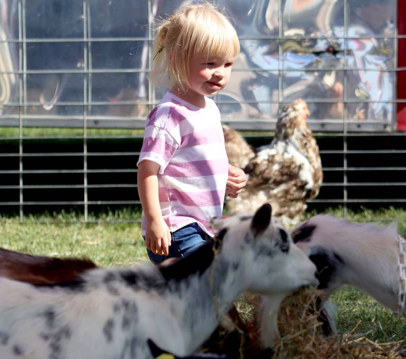 Esther Lennard, 2, of Lake in the Hills wanders through the petting zoo during the 20th Annual Fall Fest at Deicke Park in Huntley on Sunday, September 28, 2025.
