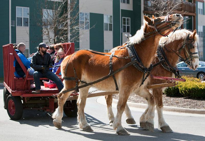 Horse drawn wagon at the Hippity-Hop Easter Egg Hunt on April 4 at The Timbers of Shorewood retirement community in Shorewood.