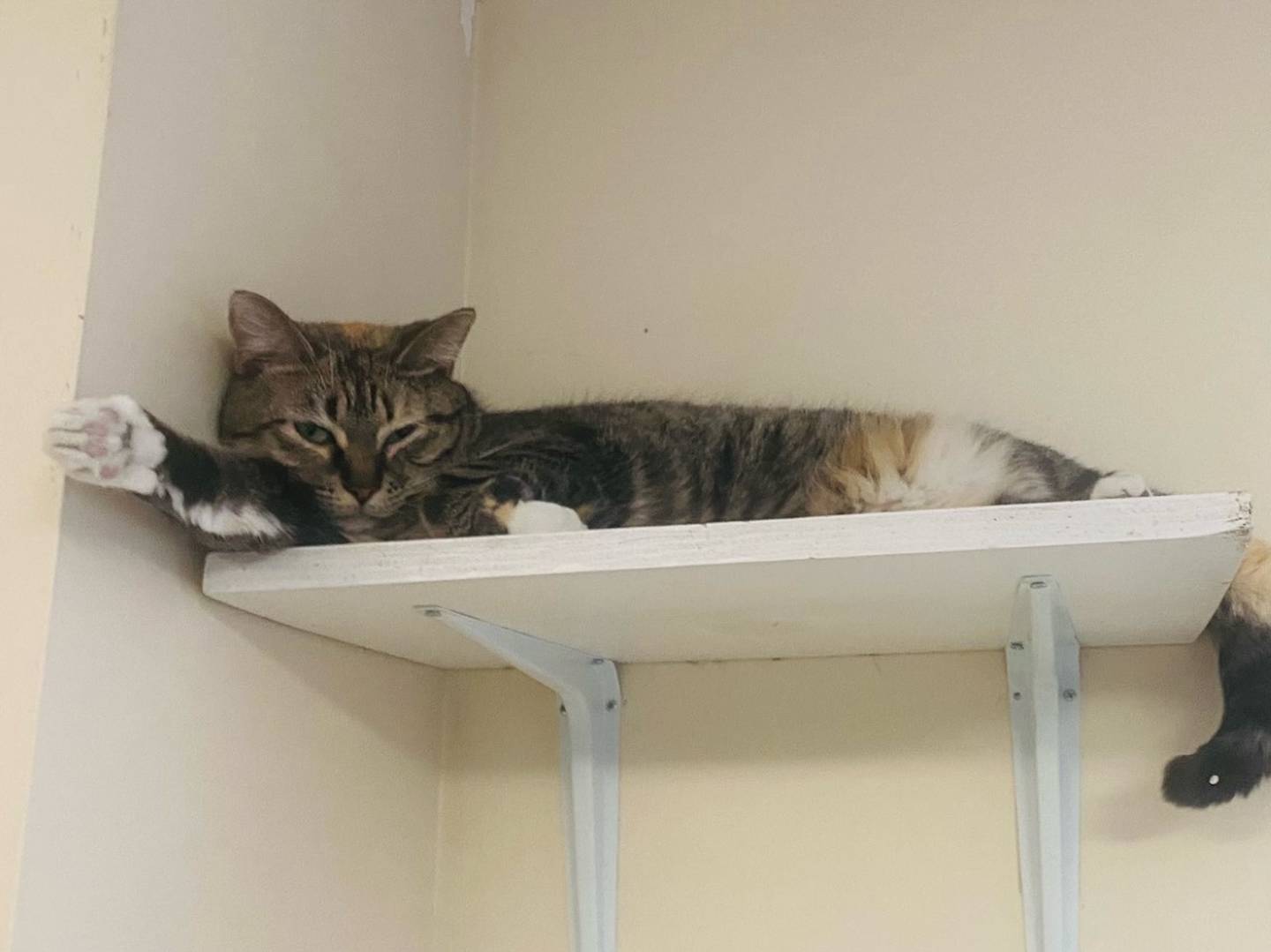 Sesame is a 2-year-old domestic shorthair. She is friendly, outgoing, and playful. Sesame quickly gets along with other animals and children. For more information on Sesame, including adoption fees please visit justanimals.org or call 815-448-2510.