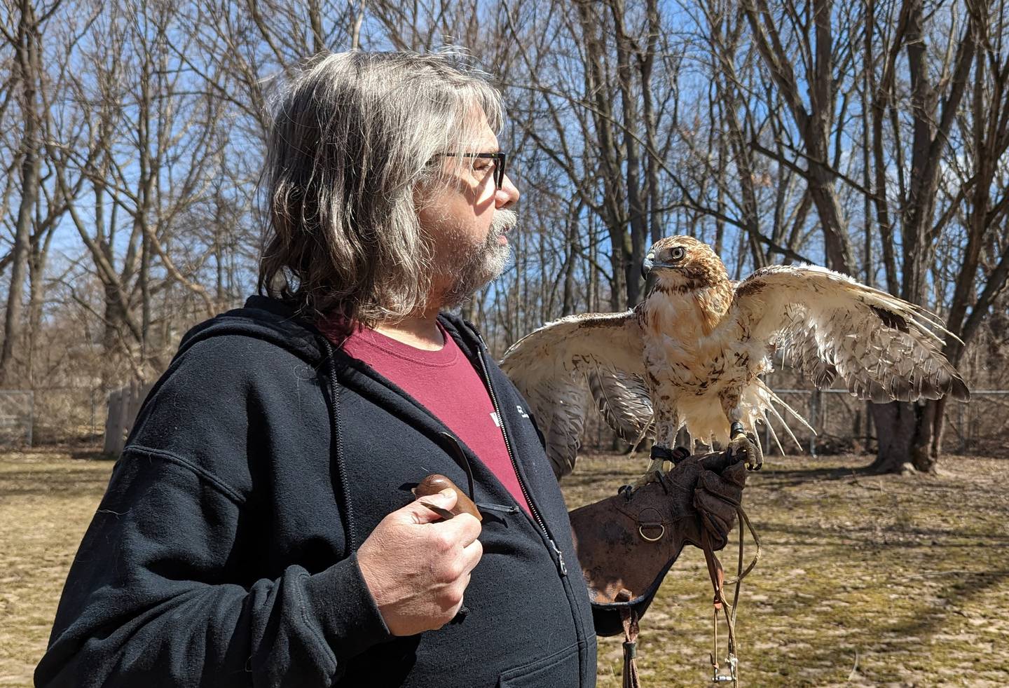 Icarus the red-tailed hawk, rendered flightless and nearly featherless by a landfill flame (singed tail shown), today is fully recovered and flying free.