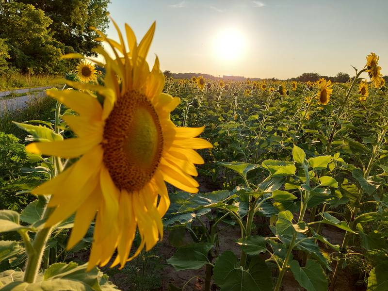 The sunflowers are in bloom Thursday, July 6, 2023, at Matthiessen State Park.