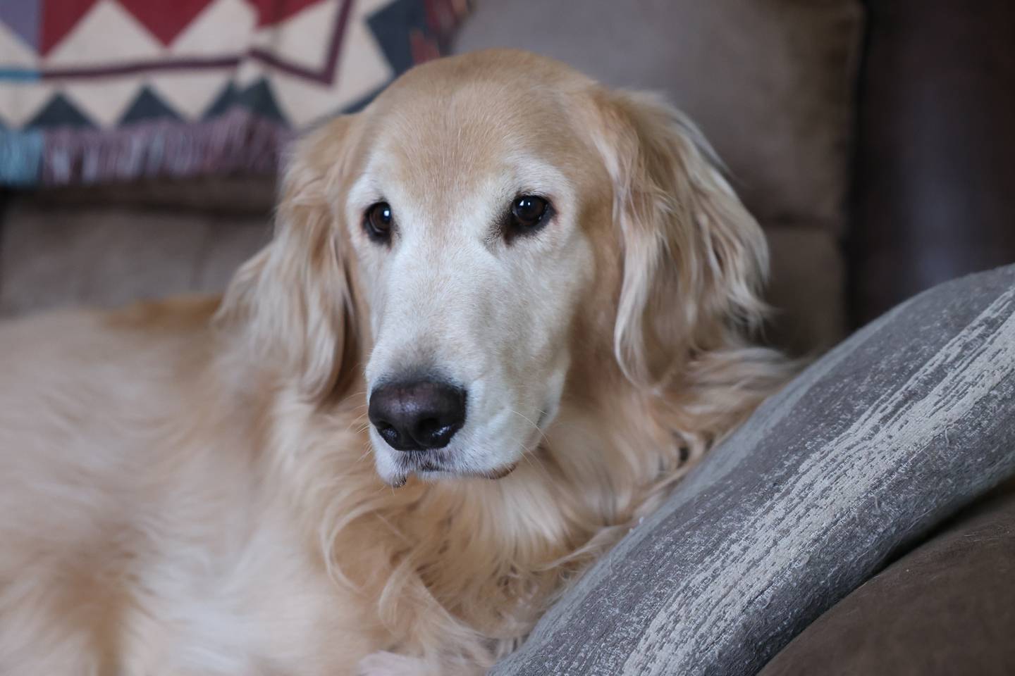 Teddy, 4, sits on the couch in his Minooka home. Kathy Vanoskey, his owner, is raising money to pay for Teddy's surgery, the canine version of a torn ACL.