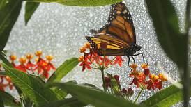 Bees and butterflies return to Crystal Lake Nature Center; Butterfly House opening Saturday