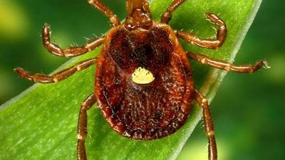 As ticks expand throughout the state, experts say prevention remains key