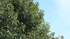 Romeoville undertaking massive tree-replacement program