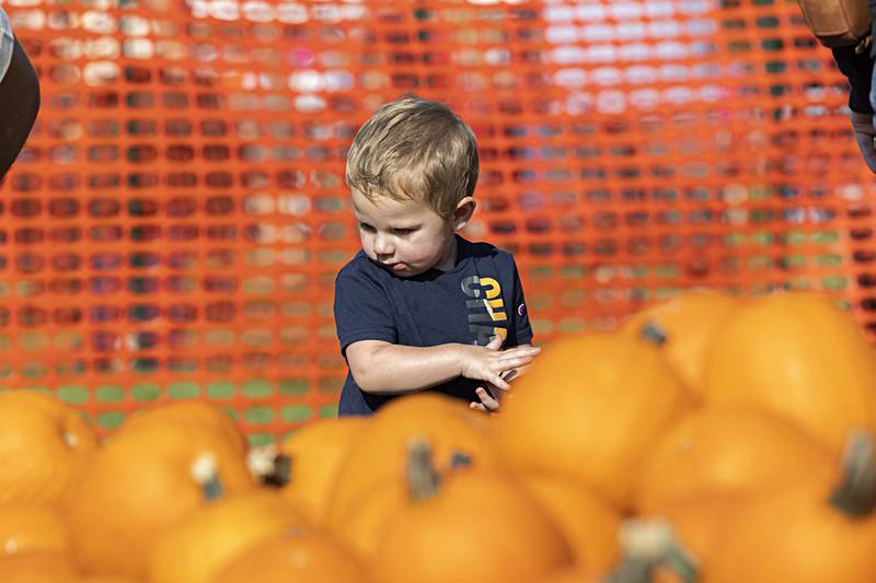 Weston Helfrich, 2, looks over a pile of pumpkins Saturday, Sept. 30, 2023 at the Sterling Park District’s Pumpkin Dash.