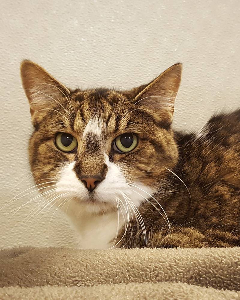 Alisa is Save-A-Pet's pet of the week for March 31, 2022.