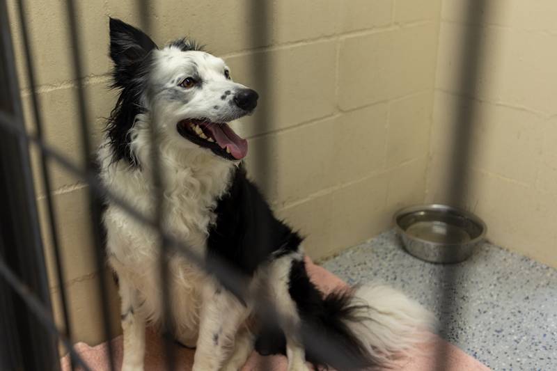 (Dog) Soup sits in kennel on Friday, June 27, 2025 at Loch Countryside Kennel in Peru.