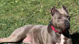 Easygoing, loving dog seeks forever family