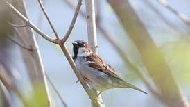 Kane County Audubon Society events set for March