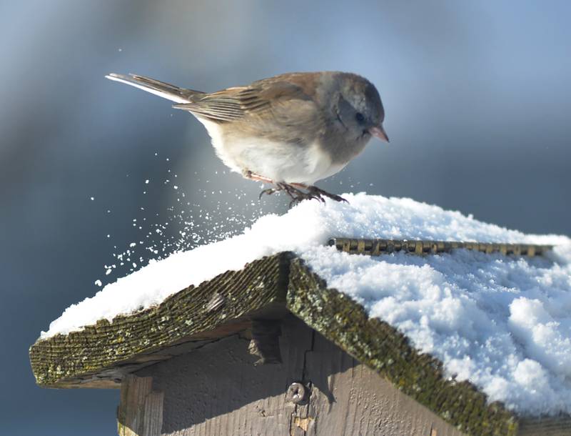 A bird lands on a snow-covered feeder on Sunday, Jan. 14, 2024 as temperatures plunged to -13 Saturday night and remained through the day. The frigid weather followed a winter storm on Friday that deposited 10-13 inches across the region.
