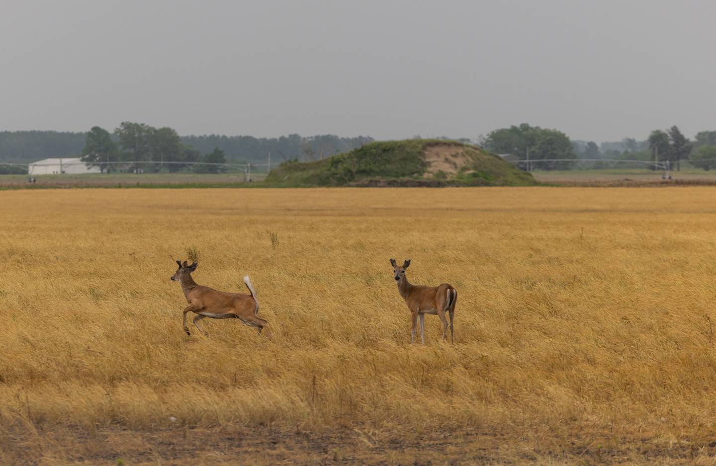 Deer dart across a field at Dogtooth Bend in May as a storm approaches. As farms are returned to wetlands, local wildlife may benefit.
