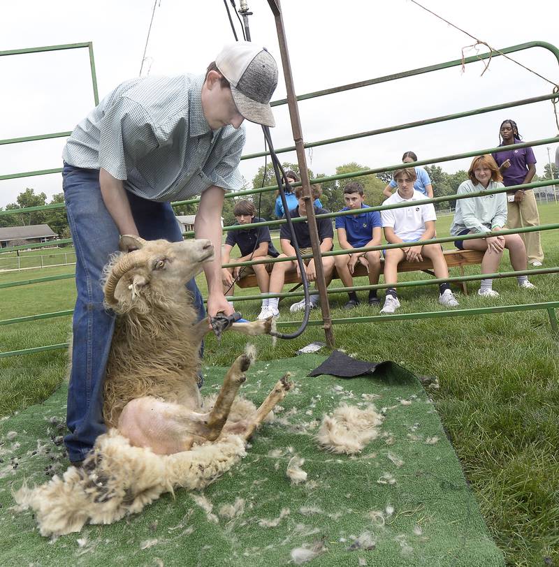 Students at Marquette Academy in Ottawa got an up close look at sheep shearing Thursday, Aug. 25, 2022. Brought in by vocational agriculture teacher Teresa Dittmer,  Sid Dezries, of Freeport, demonstrated how he shears sheep and talked about the many uses of the wool.
