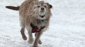 Pet owners flock to dog park despite snow, frigid temperatures