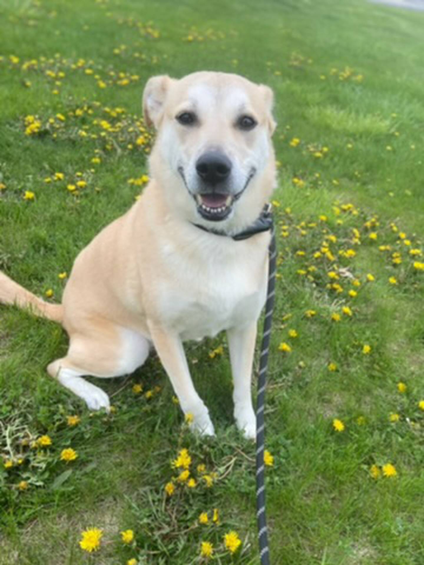 Lydia is a 6-year-old Labrador that is well-behaved and mannered. She loves going on walks, playing with toys and lounging in her bed. Lydia must be the only pet in a home. To meet Lydia, email Victoria at victoria@nawsus.org. Visit nawsus.org.