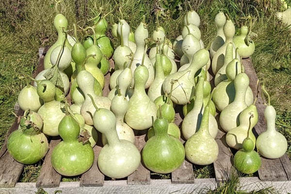 Ogle County Farm Stroll returns Oct. 12 with fresh lineup of local farms