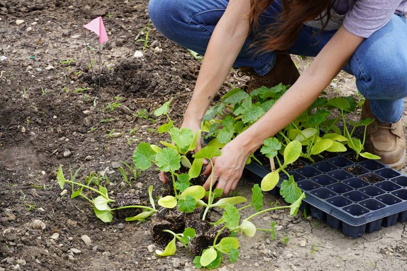 Gardenfest, a daylong series of seminars and workshops for gardeners of every skill level, is set for 7:30 a.m. to 4 p.m. Saturday, April 15, at McHenry County College, 8900 Route 14 in Crystal Lake.