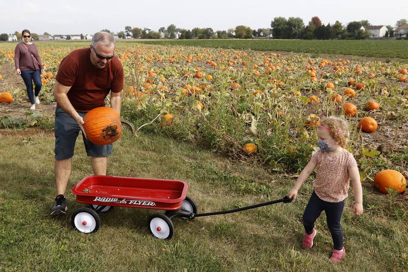 Rachel and Patrick O'Connor, of Elgin, help daughter Ava, 4, load a pumpkin into their wagon during the Fall on the Farm event at Tom's Market on Saturday, Oct. 2, 2021 in Huntley.  The month-long event began on Friday and will conclude Oct. 31.