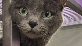 Beautiful feline ready to begin her new life