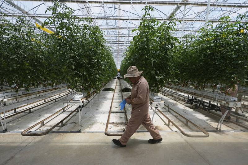 A worker walks along tomato plants at a greenhouse of the Veggie Prime tomato farm, which exports to the United States, in Ajuchitlan, Mexico, Wednesday, July 23, 2025. (AP Photo/Marco Ugarte)