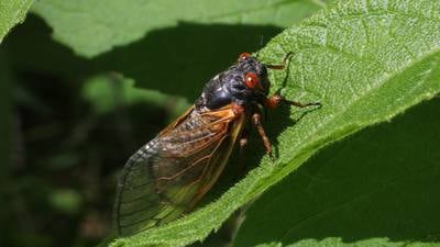 Good Natured in St. Charles: Cicada-palooza a case of wishful thinking?