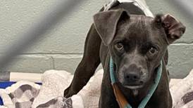 Trio of good Samaritans save runaway dog on Kirk Road in Batavia