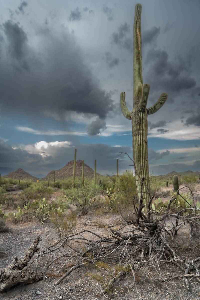 “The Sentinel” Saguaro National Park, Tucson, Ariz., by Ernest J. Schweit