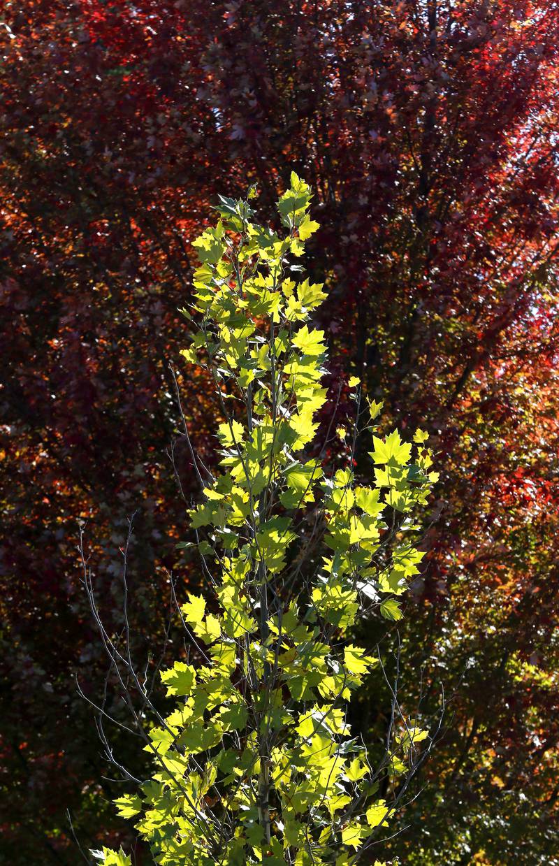 A maple tree is surrounded by the red hues of a changing tree Wednesday, Oct. 16, 2024, in Richmond.