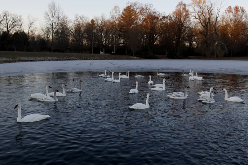 Trumpeter swans swim in a lake on Monday, Dec. 2, 2024, near Harvard. In 1985, Henri Giugni and his wife, June, brought in four pairs of native trumpeter swans and now up to 100 trumpeter swans return every winter to their property near Harvard.