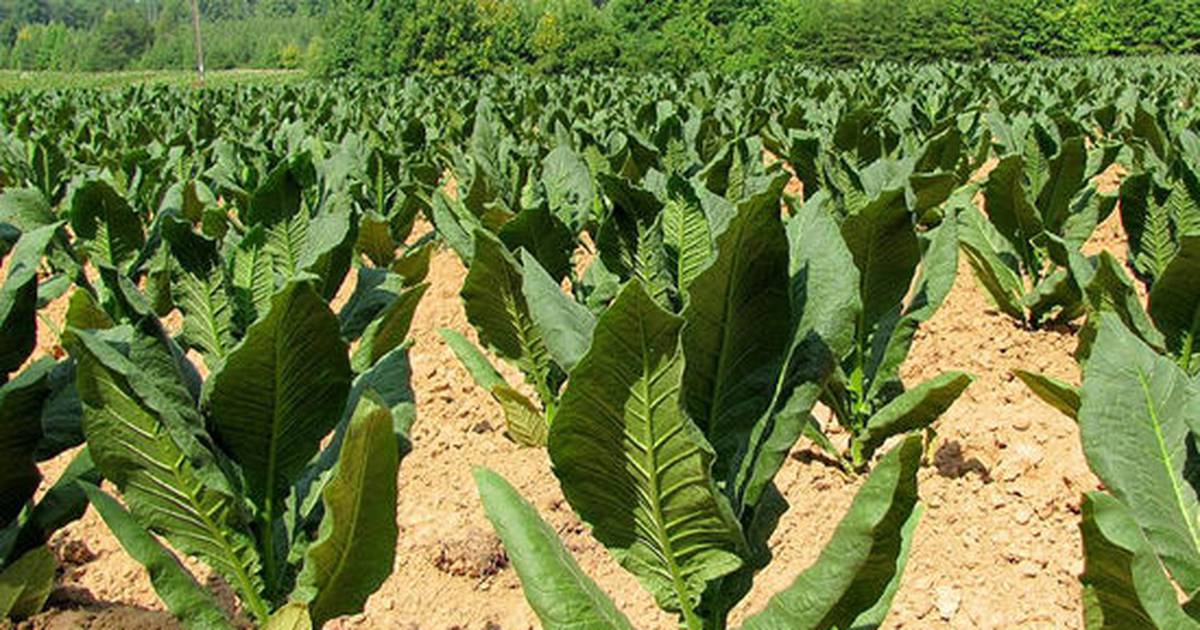 Growing tobacco in Illinois – Shaw Local