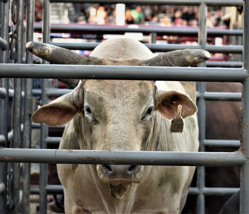 A bull waits his turn at the rodeo during the Whiteside County Fair on Tuesday, Aug. 13, 2024.