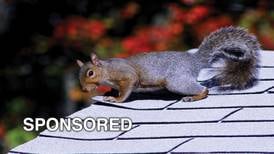 Wildlife Can Damage Your Roof: How You Can Prevent It