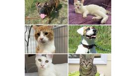 Will County Pets of the Week: Aug. 26, 2024