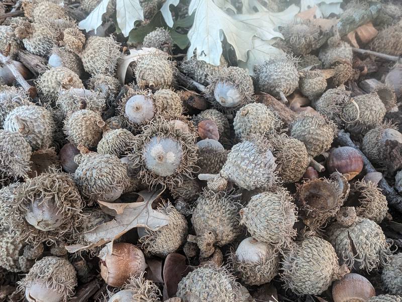 If you think you’re seeing more nuts than usual this year, you’re not alone. Our region is experiencing an abundance of mast, or tree fruit, this year, with many species producing prodigious quantities of seeds. Some will survive to create the trees our grandchildren will admire.