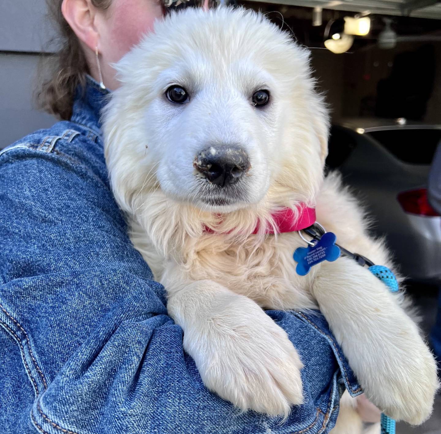 One of 49 pets Tiny N Tall Rescue, Inc., of St. Charles, transferred to Illinois foster homes from overcrowded Harlan County Animal Shelter in Kentucky since May 2025.