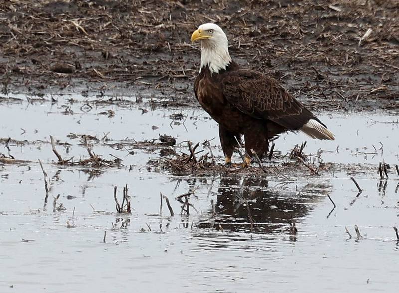 A bald eagle rests in a puddle Tuesday, March 5, 2024, in a farmers field near Bethany Road in DeKalb. The heavy rains recently have created a lot of standing water in the fields in the area.
