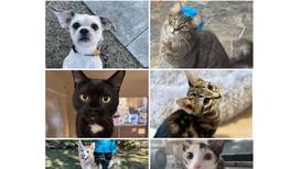 Will County Pets of the Week: March 23, 2026