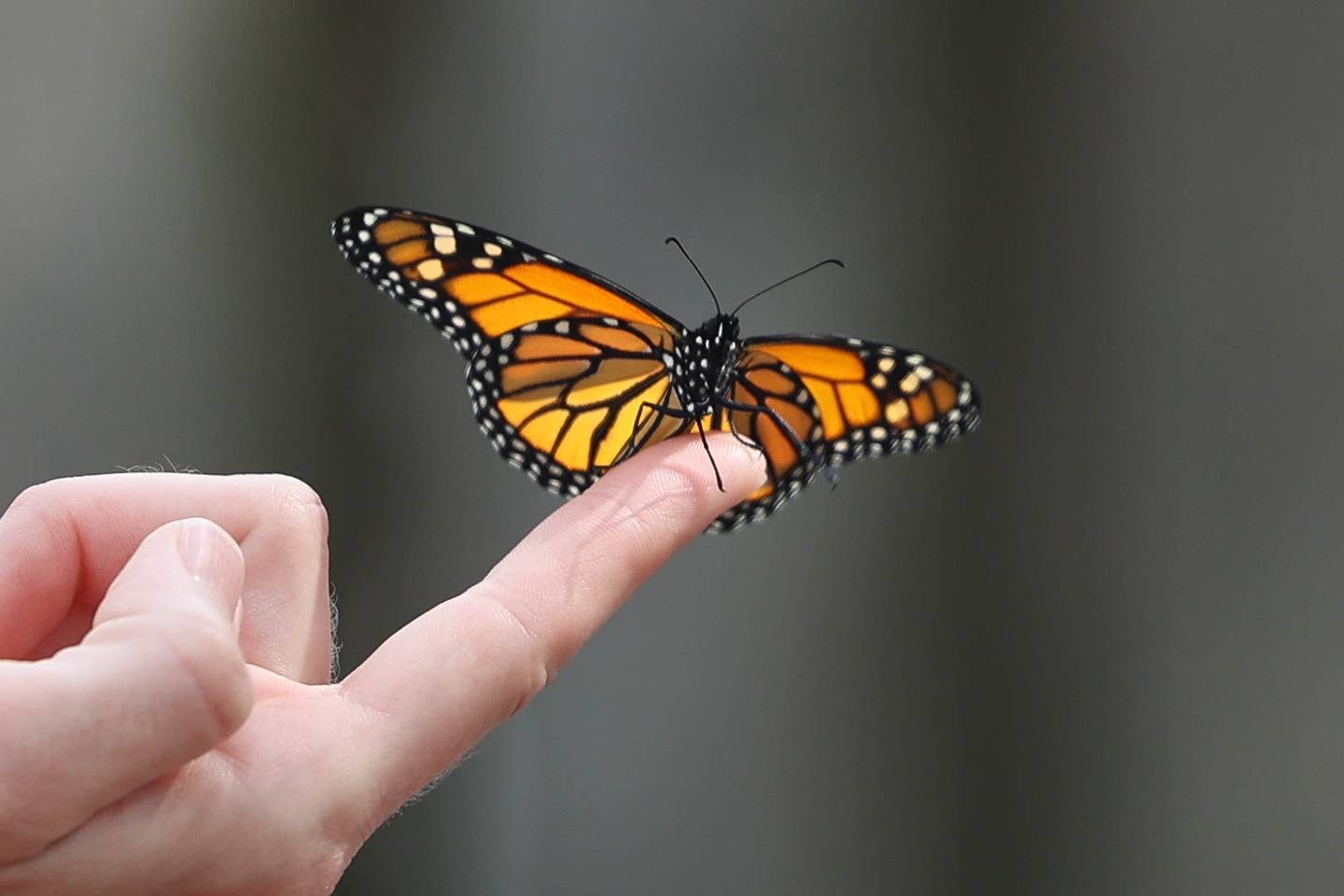 Angela Lappa, a 2nd grade teacher at St. Dennis School, holds a Monarch Butterfly before it flies away. The school raised a kaleidoscope of Monarch Butterflies and released them Tuesday. Tuesday, Sept. 13, 2022, in Lockport.