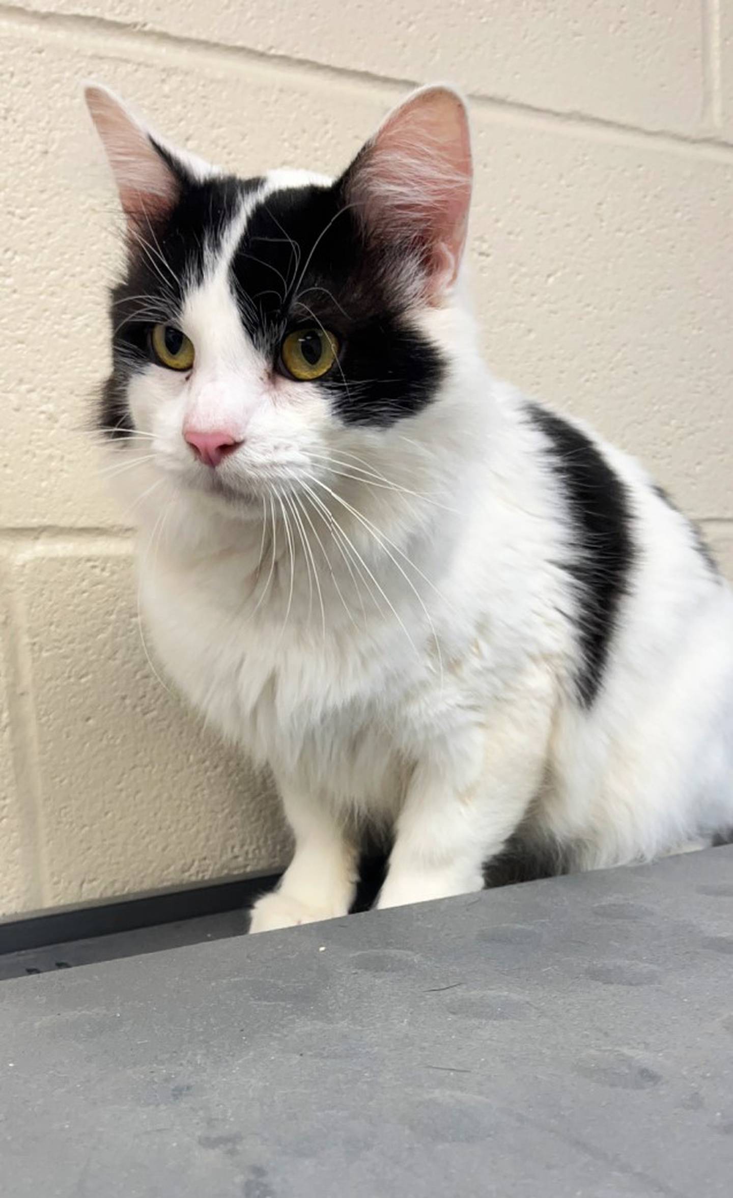 Trace is a fluffy, 3-year-old medium hair that came to animal control from a hoarding situation. Trace lived with many cats and is a little confused about his new surroundings. With the help of gentle pets and reassurance, Trace will rub up against someone’s hand for more loving. He would do well in a home with other cats to keep him company. He loves heights and exploring, so he needs a home with a cat tree or lots of windows. To meet Trace, call Joliet Township Animal Control at 815-725-0333.