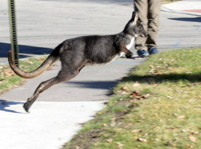 A wallaroo jumps along a sidewalk in Peru.