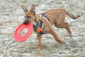 Elmhurst Park District approves Canine Corner as name for new dog park